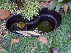 Aquário tartaruga Tartarugário
