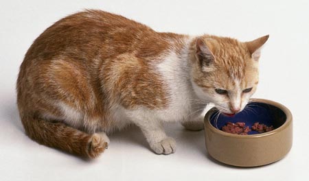 Ração para gatos Escolher ração para gatos