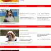 Melhores raças de cães para apartamento