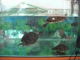 Aquário tartaruga Aquário tartaruga