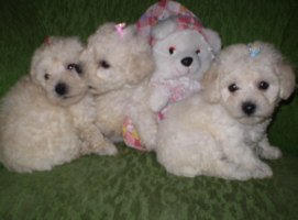 Poodle Micro Toy Poodle Micro Toy cuidados