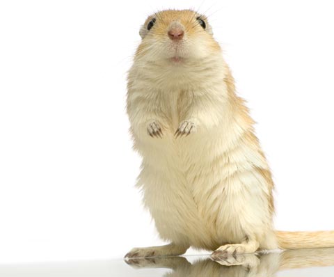 Gerbil