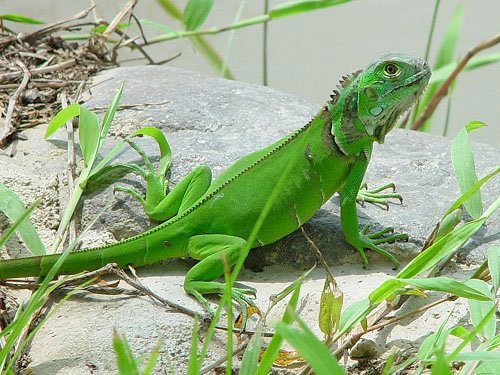 Iguana, onde comprar Criar iguana