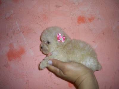 Cachorro Poodle Micro Toy