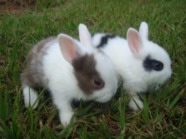 Criação de mini-coelhos