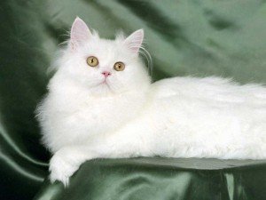 Gao persa Pelo do gato persa