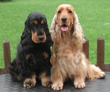 Cachorro Cocker Spaniel