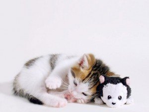 Gato com brinquedos