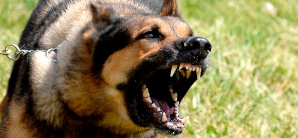 Como criar um cão de guarda