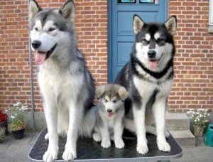 Cachorro Husky Siberiano