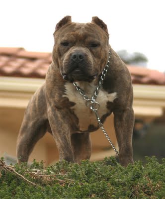 Melhores raças de cão de guarda
