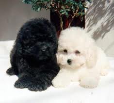 Raça Poodle