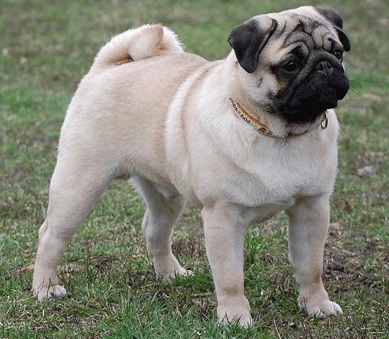 Cachorro da raça pug Cachorro Pug