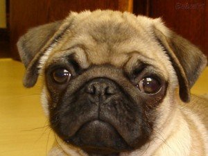 Cachorro da raça pug Comprar cachorro Pug