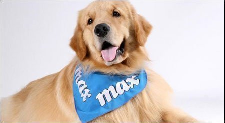 Cachorro para propaganda Animais para campanhas publicitárias