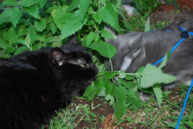 O que é Catnip O que é a erva dos gatos?