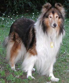 Cachorro Collie Características do Collie