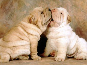 O que fazer para cruzar animais O que fazer para cruzar meu animal de estimação