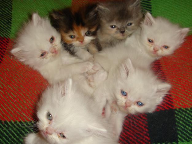 Cuidados com o gato Persa CaracterÃsticas do gato persa