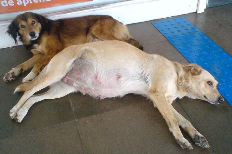 Cadela grávida Minha cadela está grávida