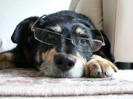 Cachorro Guia Condutores naturais de deficientes