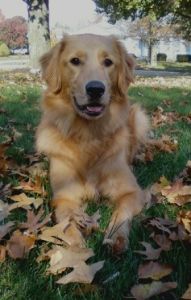 golden-retriever Golden Retriever