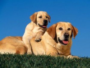 labrador Labrador