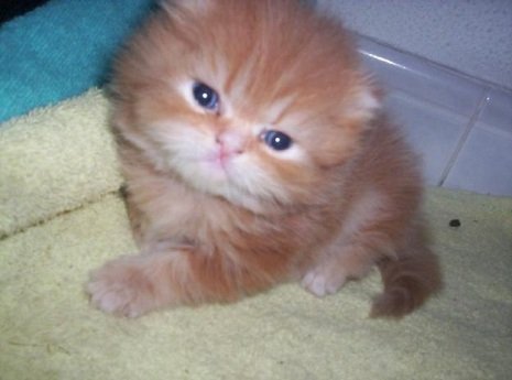 Lindo filhotinho de gato Filhote de gato - Lindo