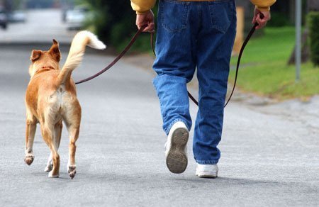 Passear com cachorro Passear com cachorro