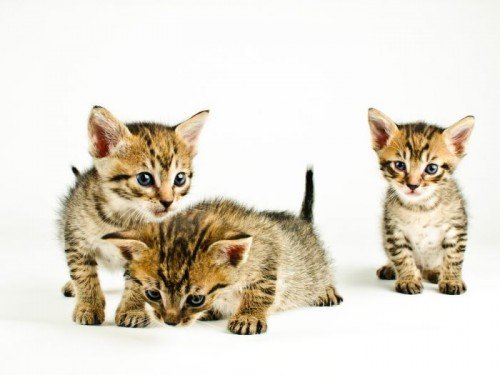 Esses tigrinhos em formas de gato precisam de nomes! Escolha você! Escolher nome para gatos