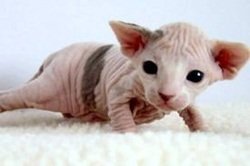 Gato Esfinge Gato Egípcio