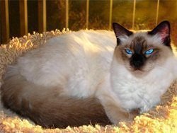 Gato Balines Descendente do Siamês