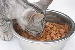 Ração de gato Ração felina