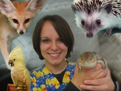 Animais exóticos Cuidando dos bichinhos diferentes