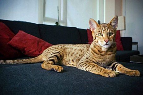 Ashera Gatos mais caros