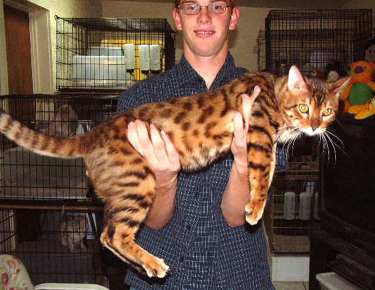 Gato Bengal Gatos mais caros