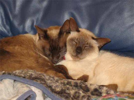 Birmanês Gatos mais feios