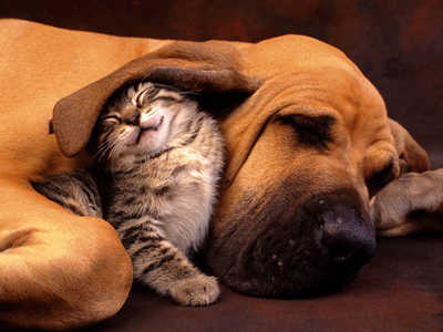 Cachorros e gatos vivendo juntos Uma missão possível