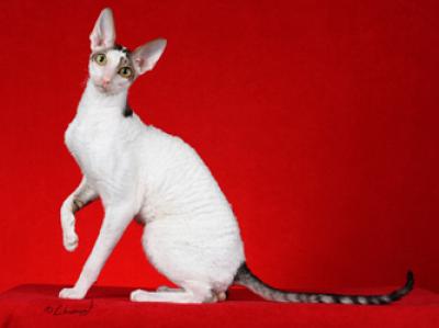 Cornish Rex Gatos mais feios
