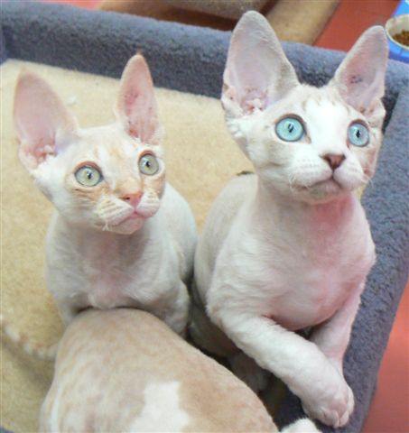 Devon Rex Gatos mais feios
