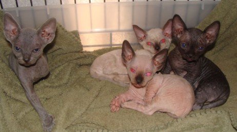 Minskin Gatos mais feios