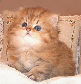 Gato Persa Gatos mais caros