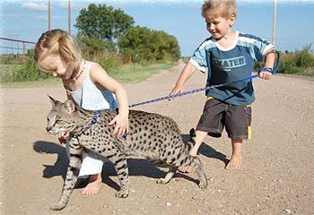 Savannah Gatos mais caros