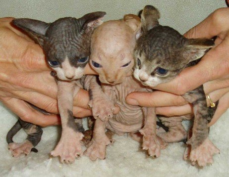 Sphynx Gatos mais feios
