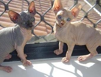 Sphynx Gatos exóticos