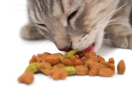 Rações para gatos Alimentos para gatos