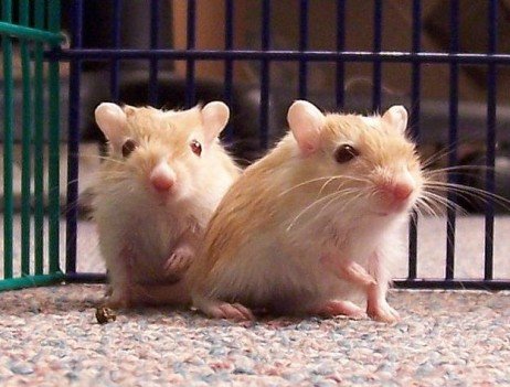 Animais de estimação para crianças As melhores opções de animais para crianças
