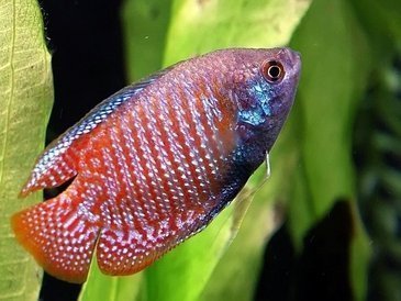 Quais as principais espécies de peixes para aquário de água doce? Características do Peixe Dwarf Gourami