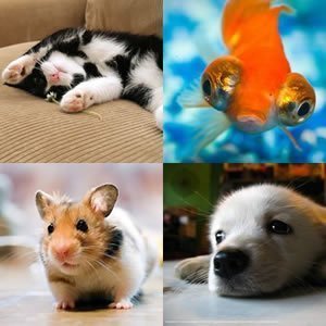 Imagem com animais de estimação Como escolher um animal de estimação?