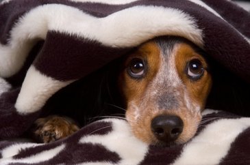 Imagem de um cachorro com medo O que fazer se seu cão tem medo de trovão?